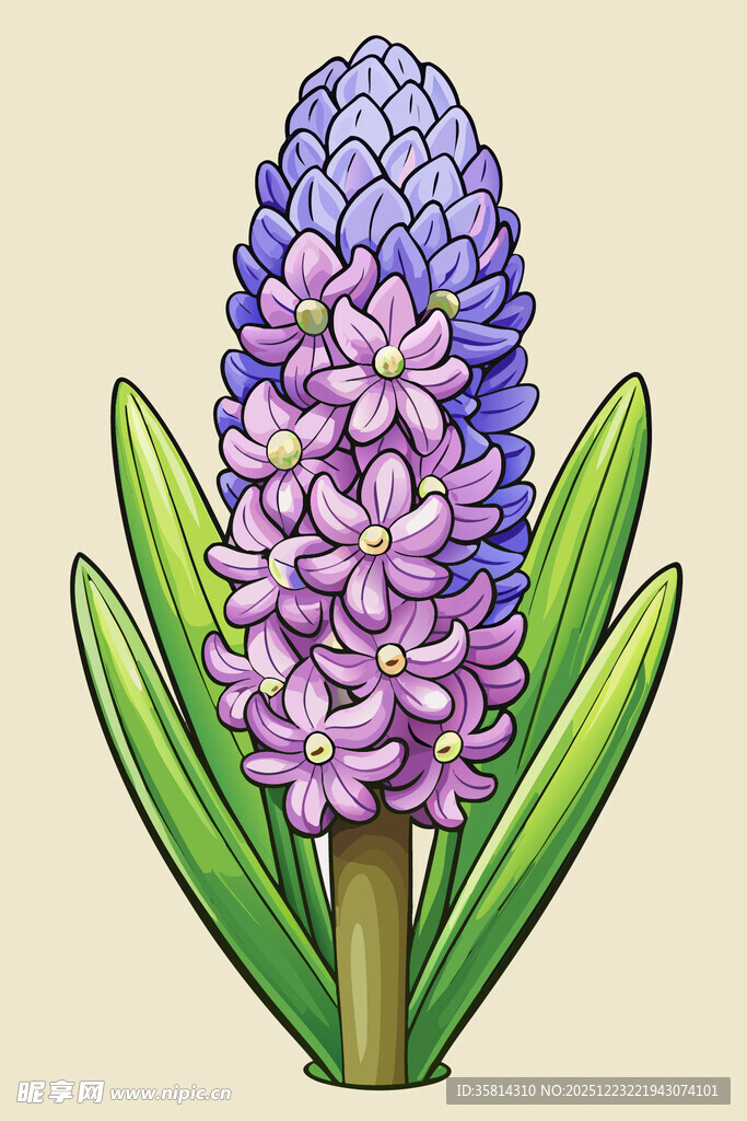 紫色风信子插画