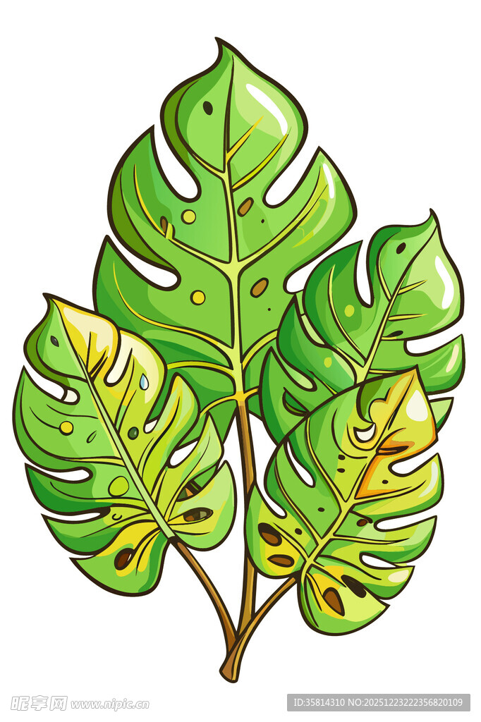 手绘龟背竹叶插画