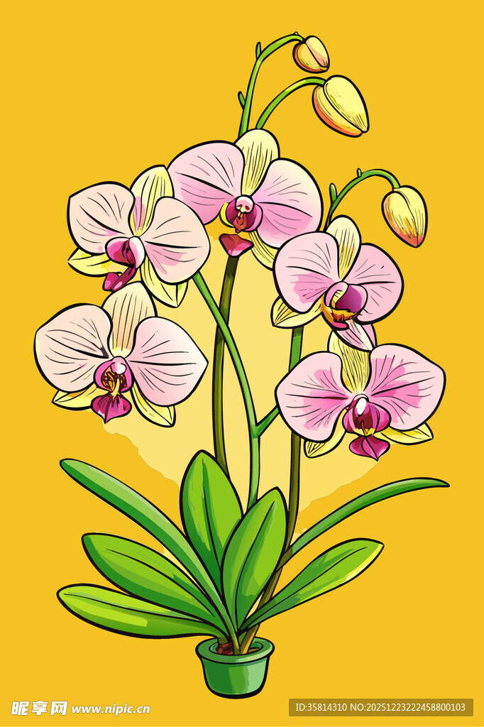 粉色蝴蝶兰盆栽插画