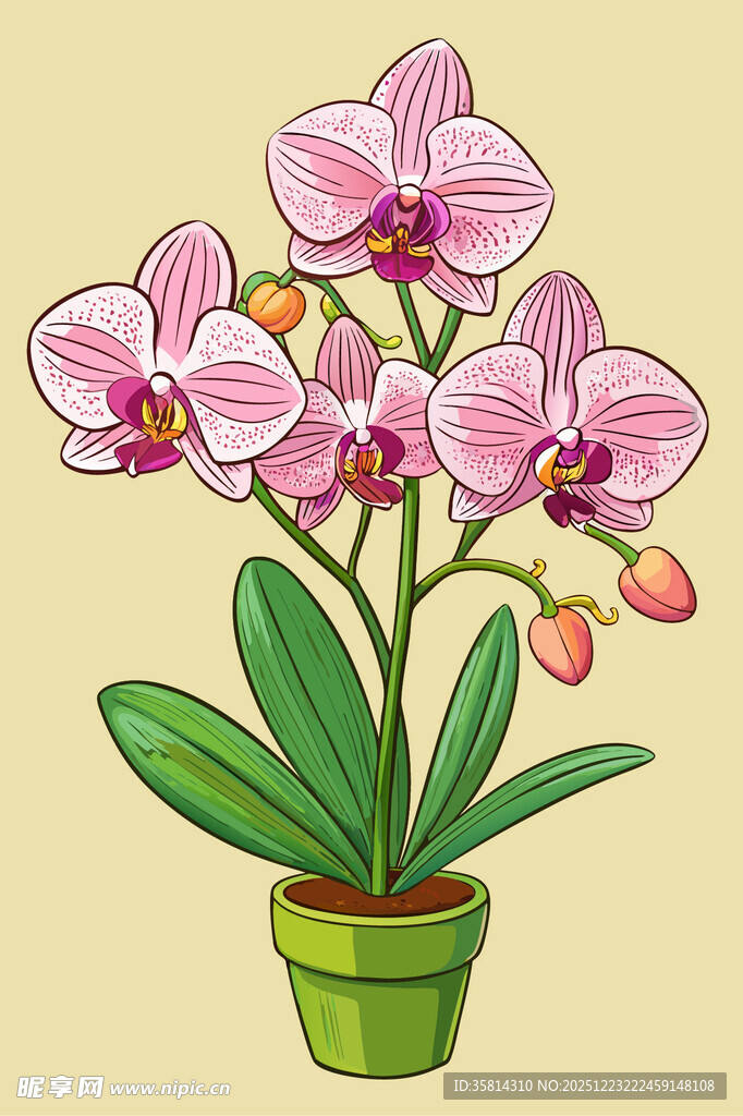 盆栽粉色蝴蝶兰插画
