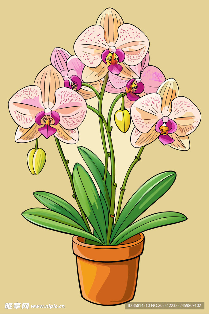 盆栽蝴蝶兰绽放美丽