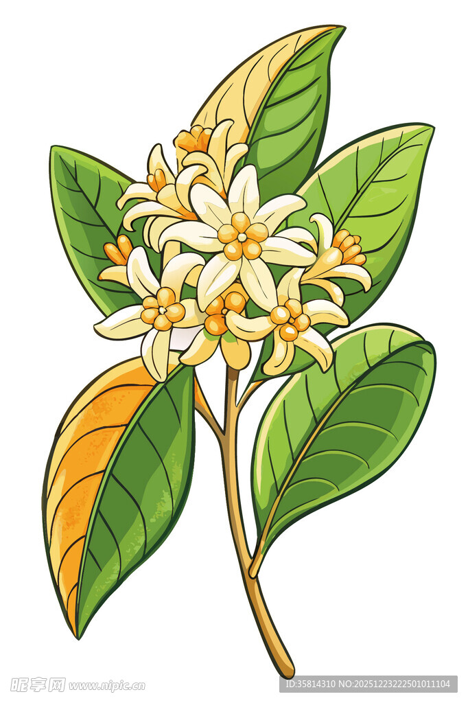 手绘芳香七里香花卉图