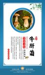  牛肝菌海报