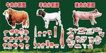 家畜肉类切割展示图灯箱背景墙