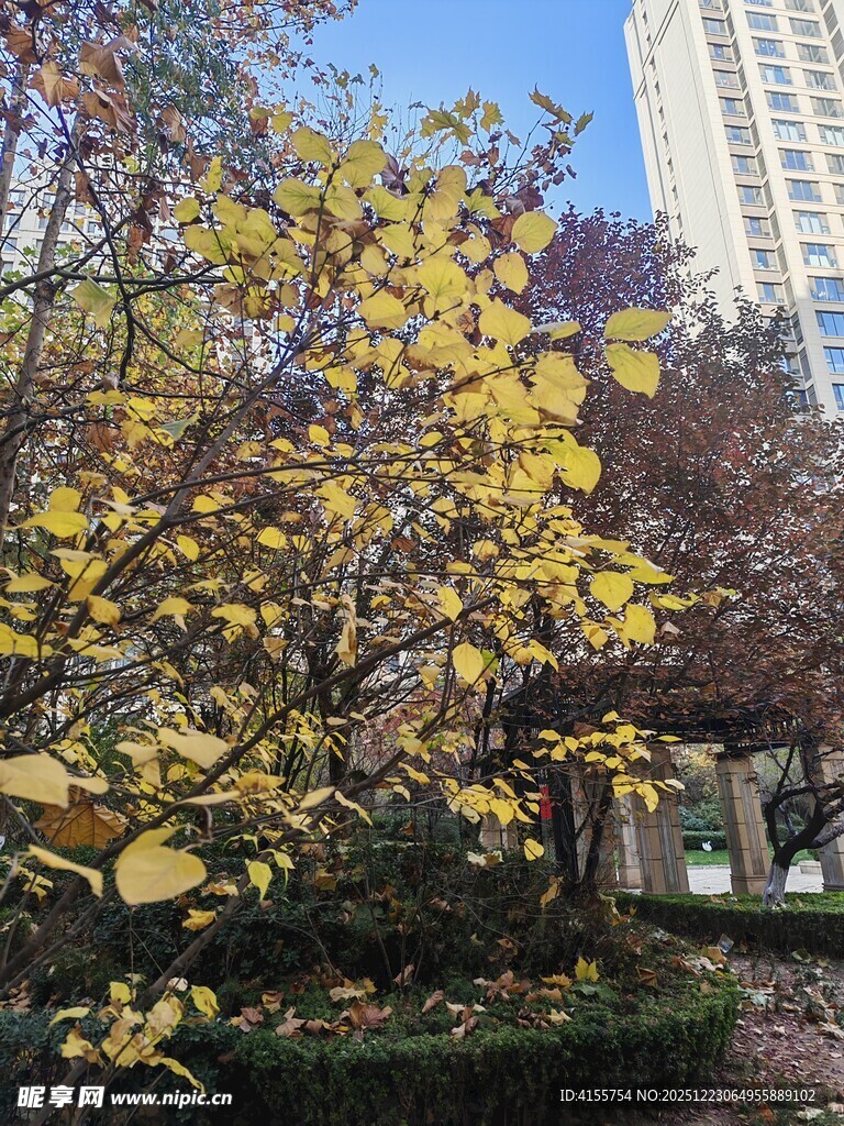 秋日城市中的金黄树木
