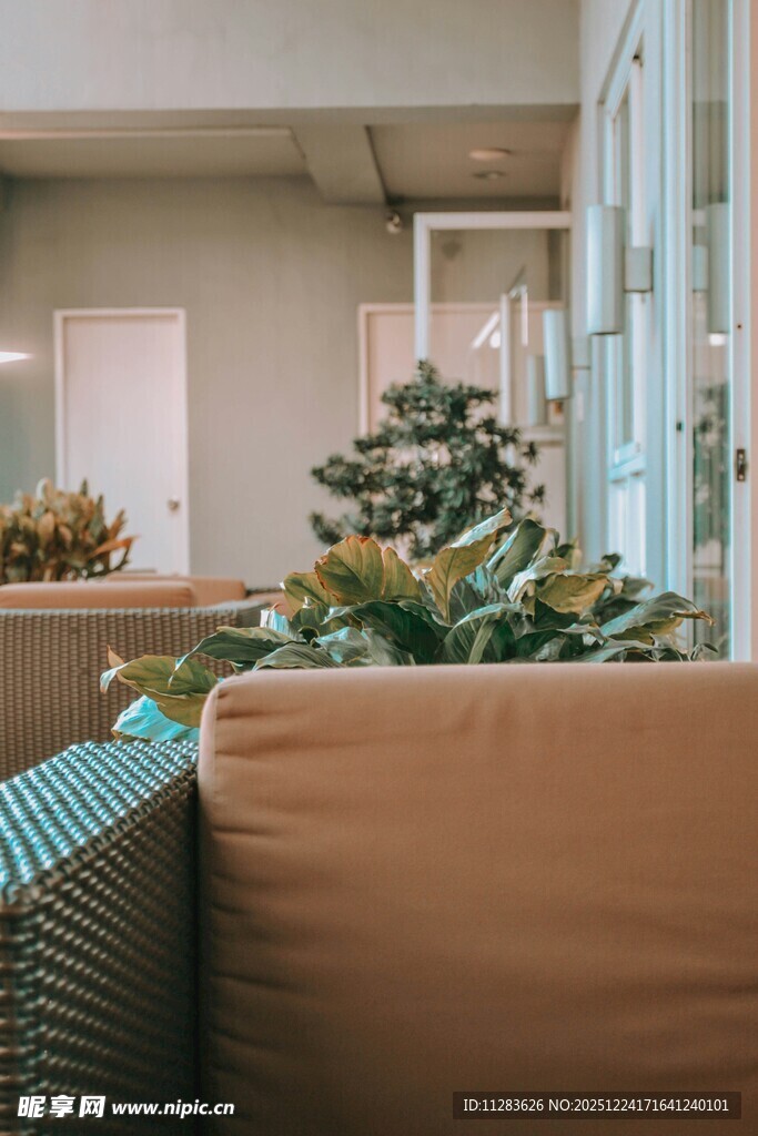 温馨室内一角绿植沙发景