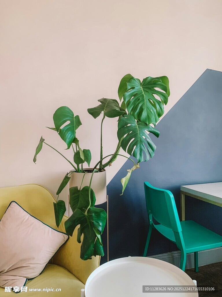 温馨室内绿植装饰一角