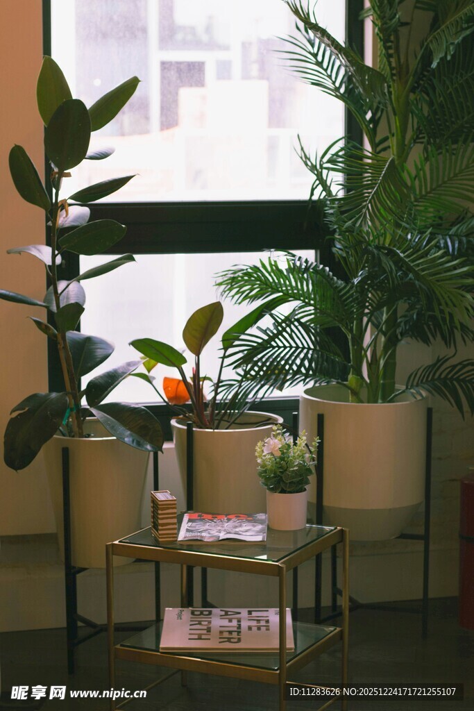 室内绿植装点的温馨角落