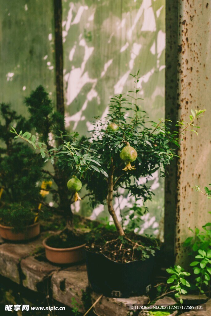 室内绿植盆栽景致