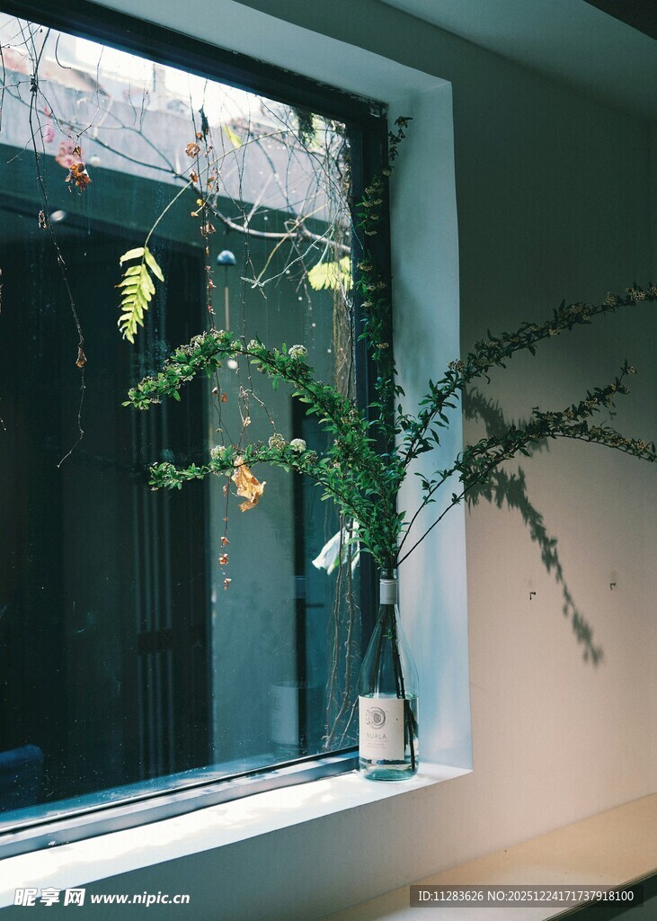 窗边绿植
