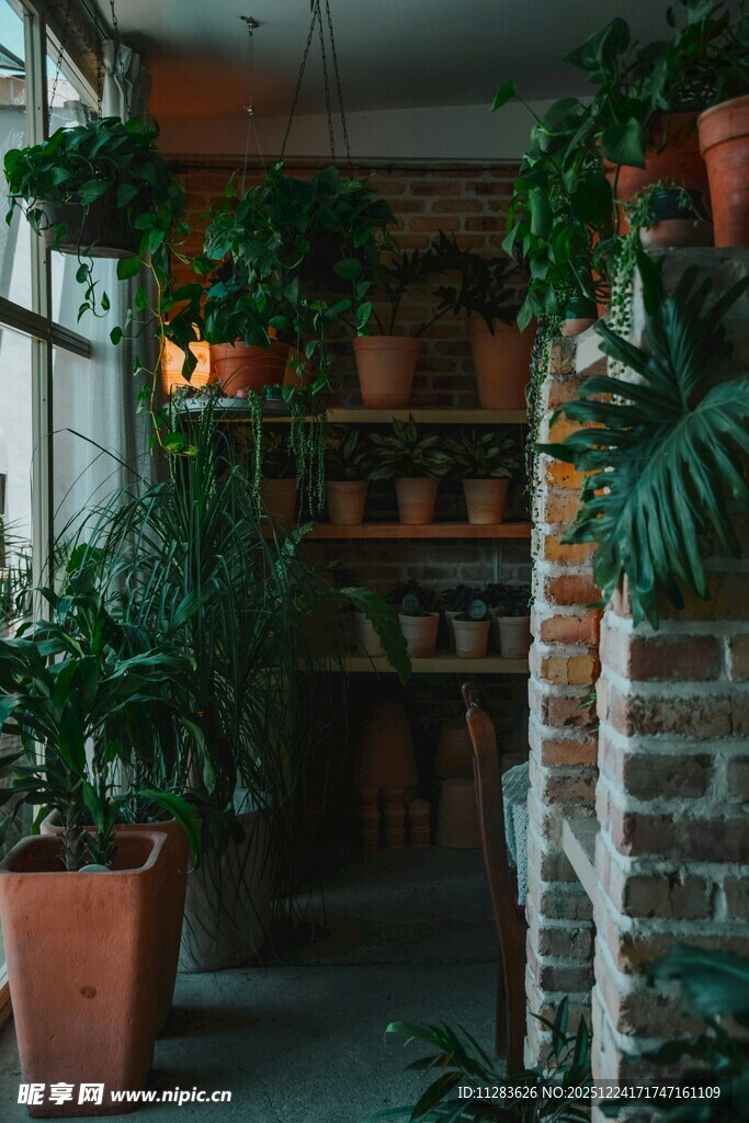 室内绿植角落