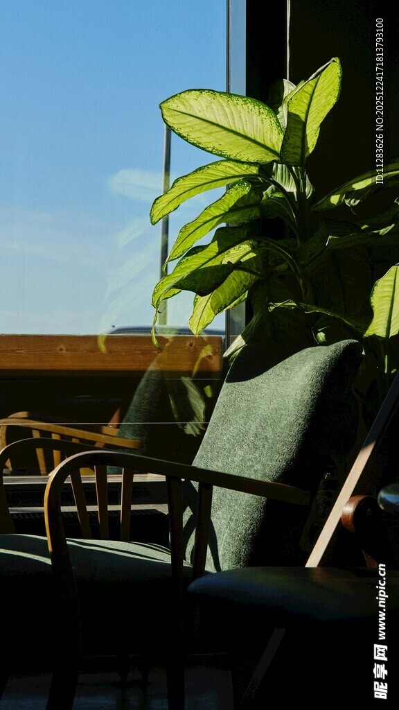 室内绿植旁的休闲座椅