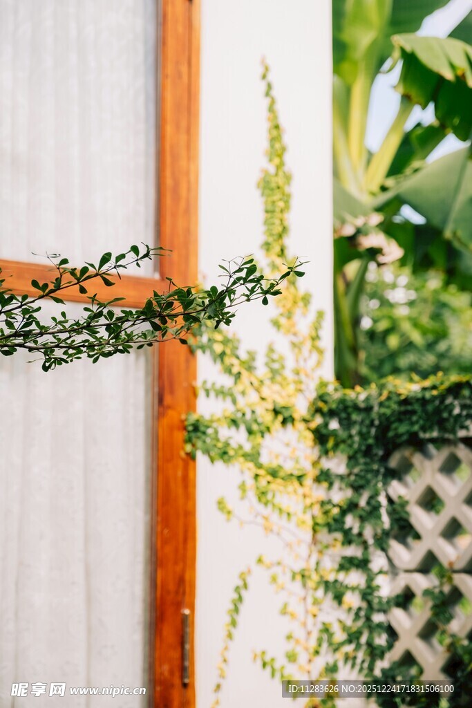 木质围栏上的翠绿藤蔓