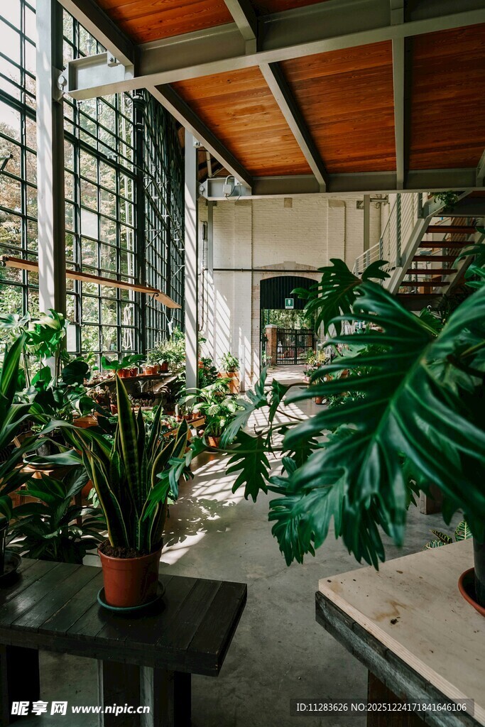 室内绿植装点的温馨空间