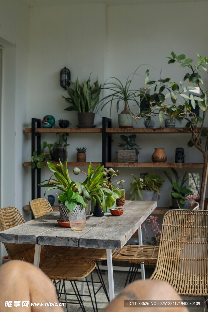 室内绿植装点的温馨角落