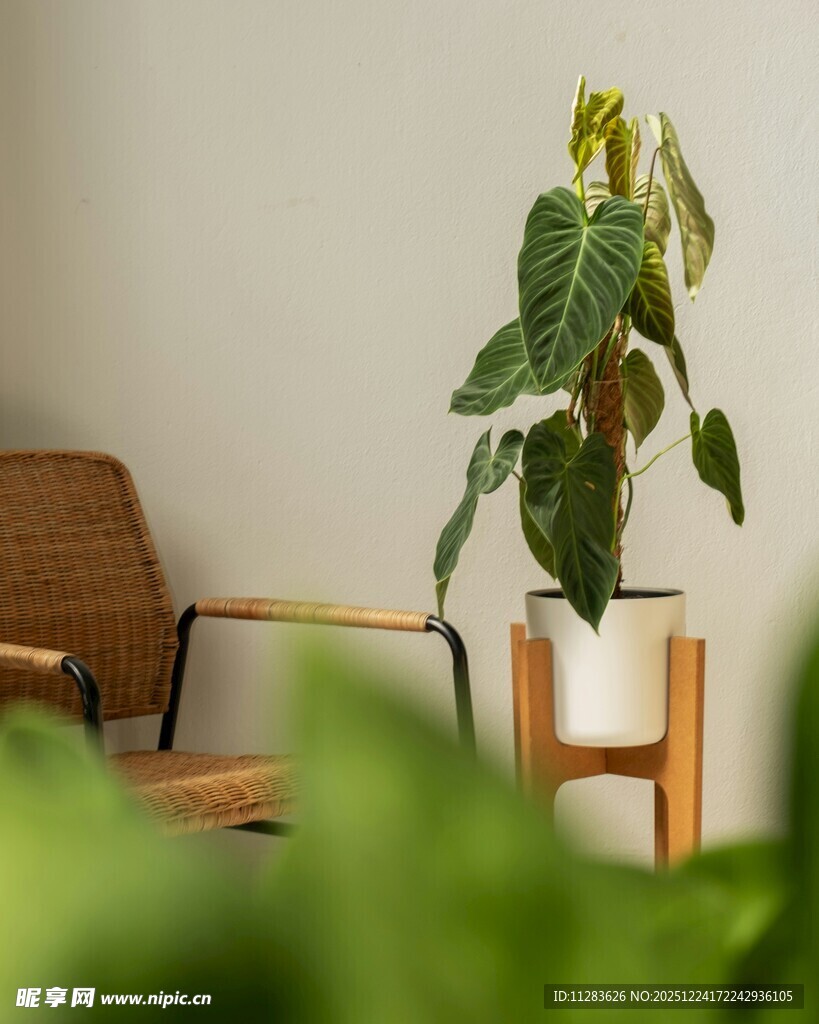 室内绿植与简约木质座椅