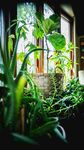 窗边绿植营造清新小角落