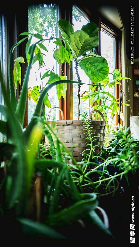 窗边绿植营造清新小角落