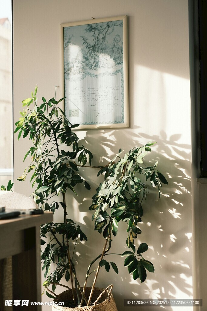 室内阳光中的绿植盆栽