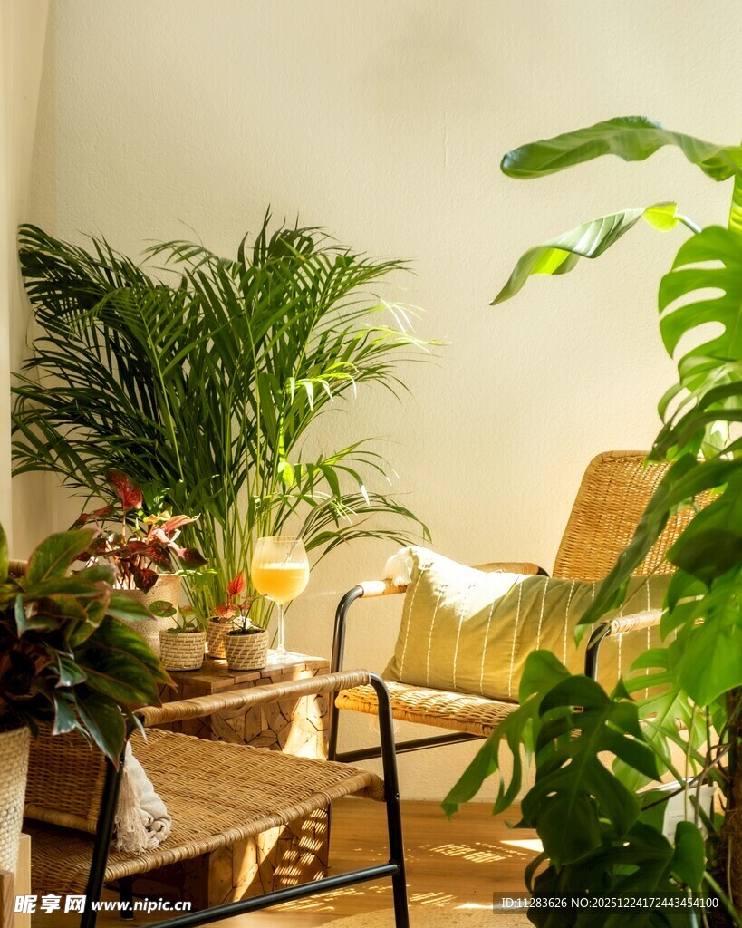 室内绿植环绕的舒适角落