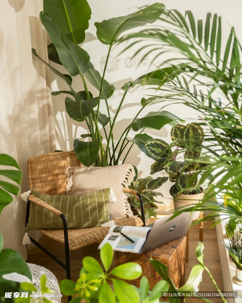 室内绿植组合装饰景致