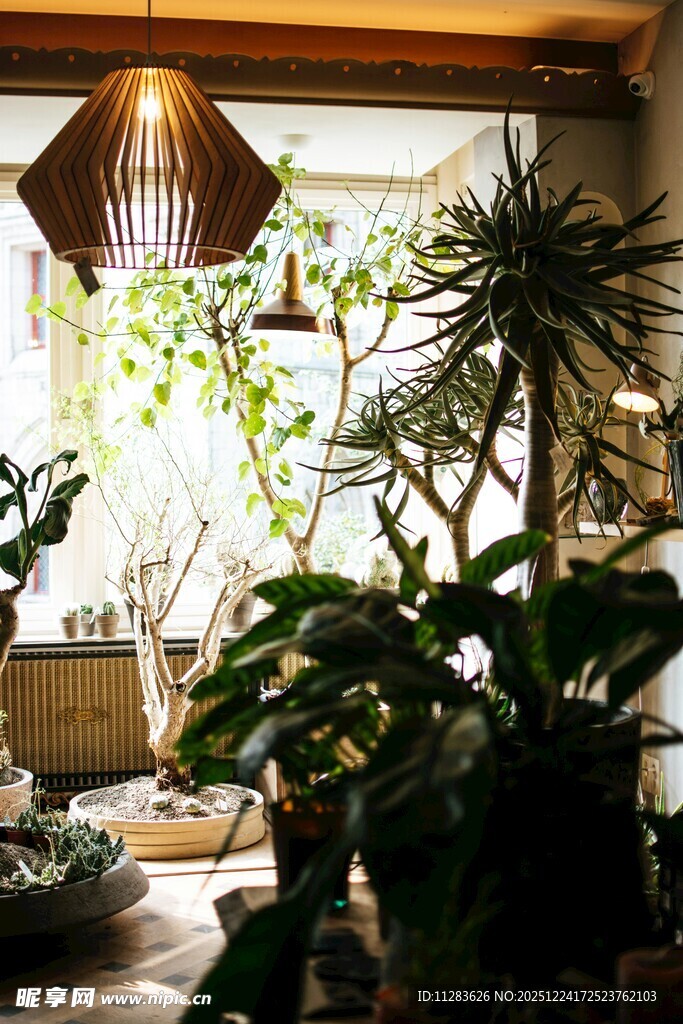 室内绿植装点温馨角落