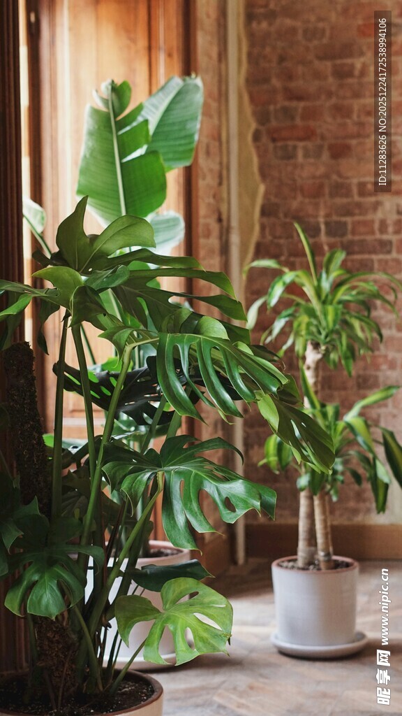 室内绿植装点温馨空间