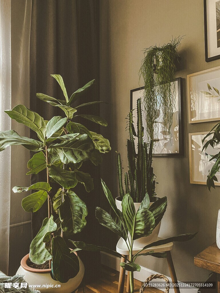 室内绿植装点温馨角落