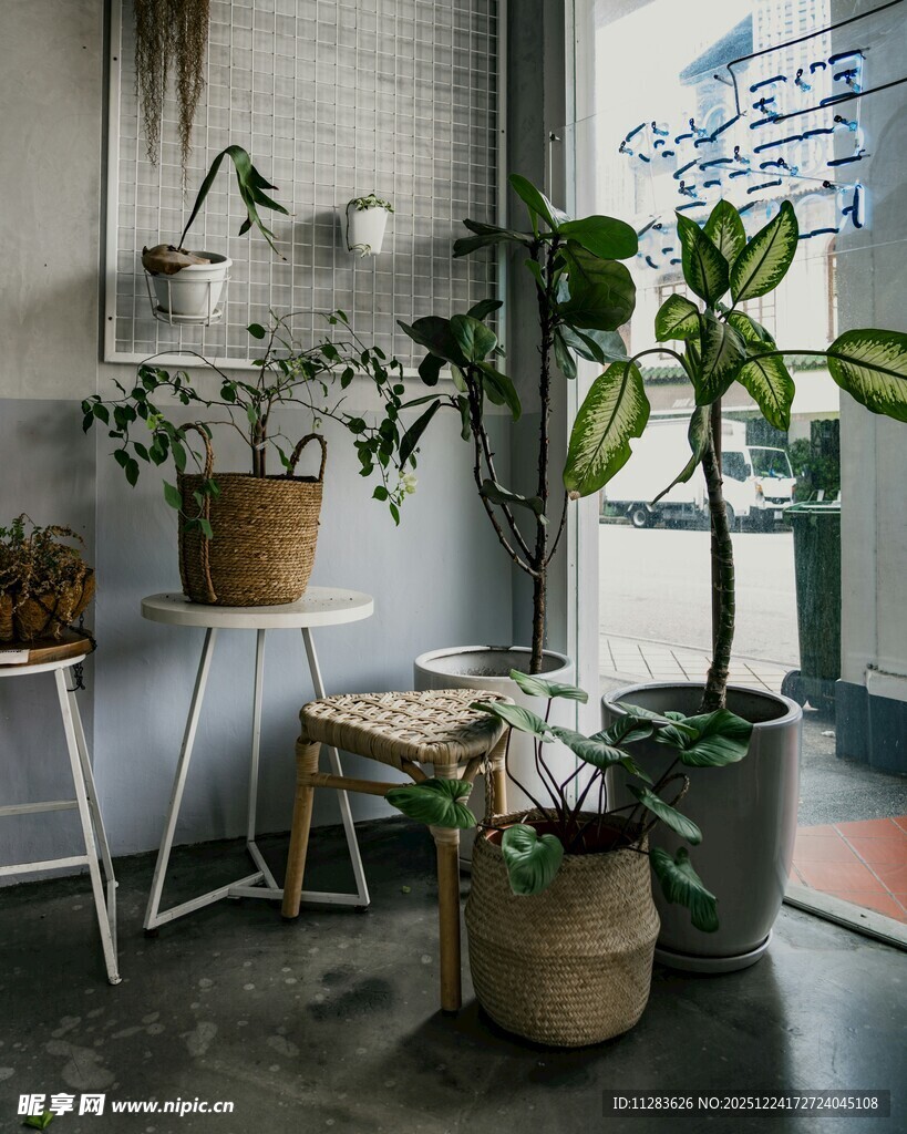 室内绿植装饰一角