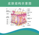 皮肤结构示意图