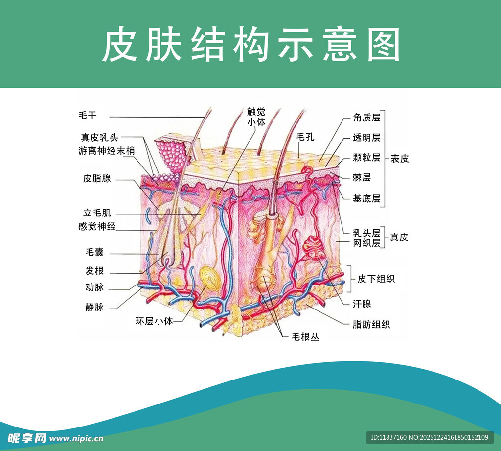 皮肤结构示意图
