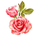 两朵娇艳的水彩粉色玫瑰