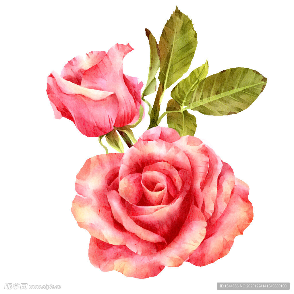 两朵娇艳的水彩粉色玫瑰