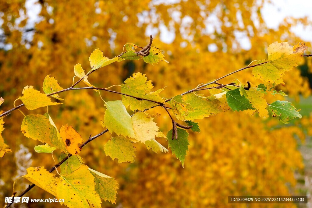 秋日银杏树枝头美景