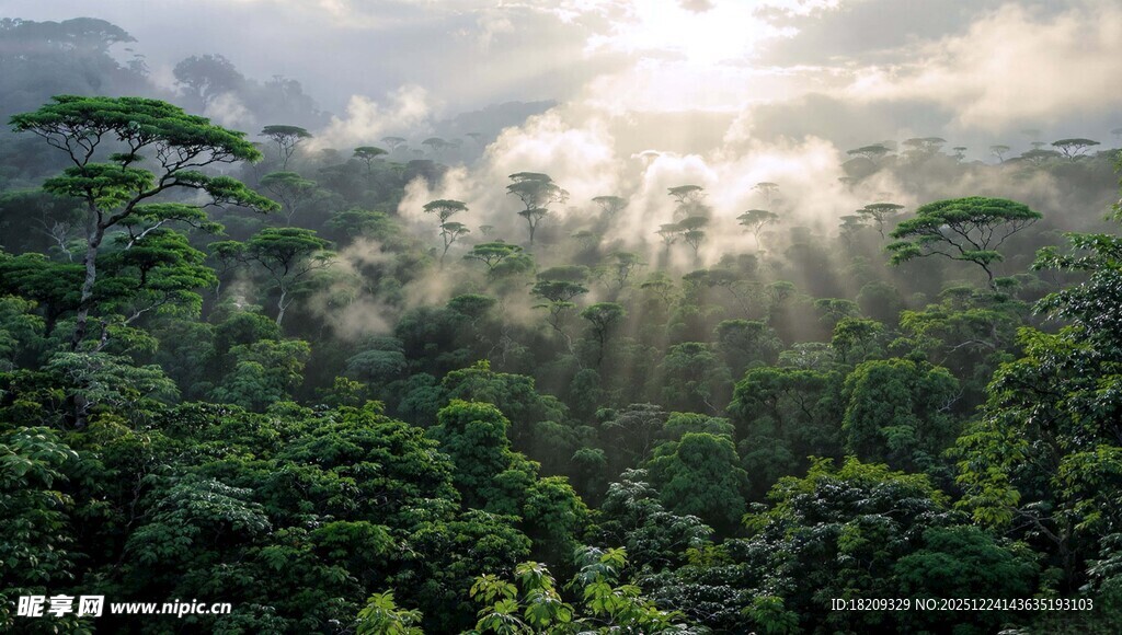 阳光穿透森林的梦幻景象