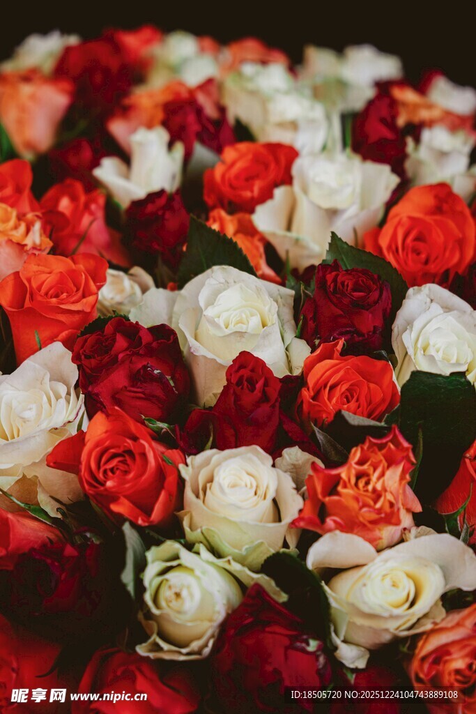 多彩玫瑰绽放美丽瞬间