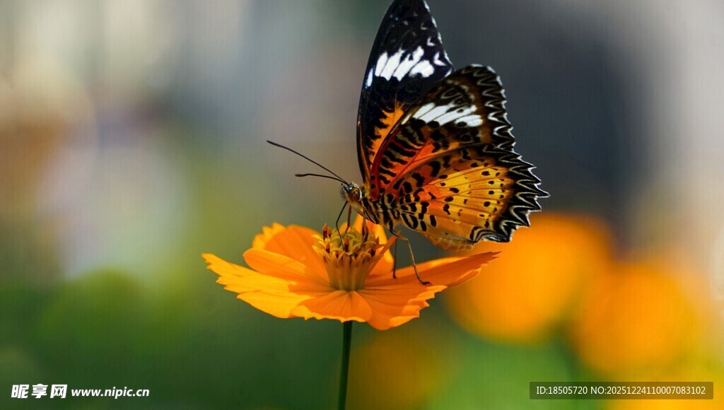 蝴蝶停驻于娇艳花朵上
