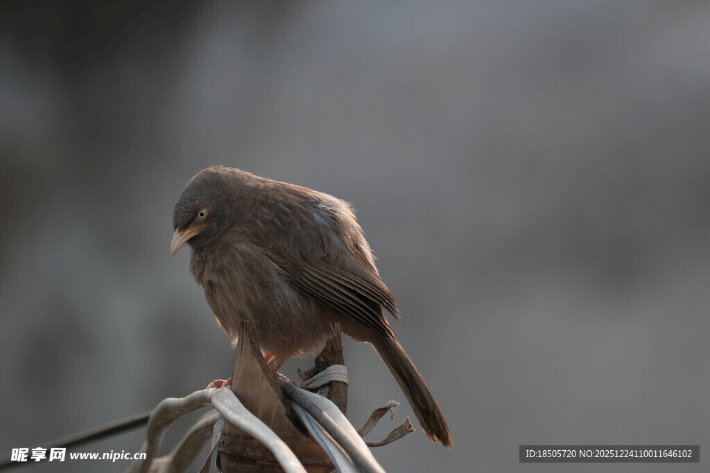 栖息于电线上的褐色小鸟