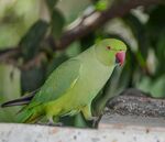 翠绿鹦鹉栖息于枝头