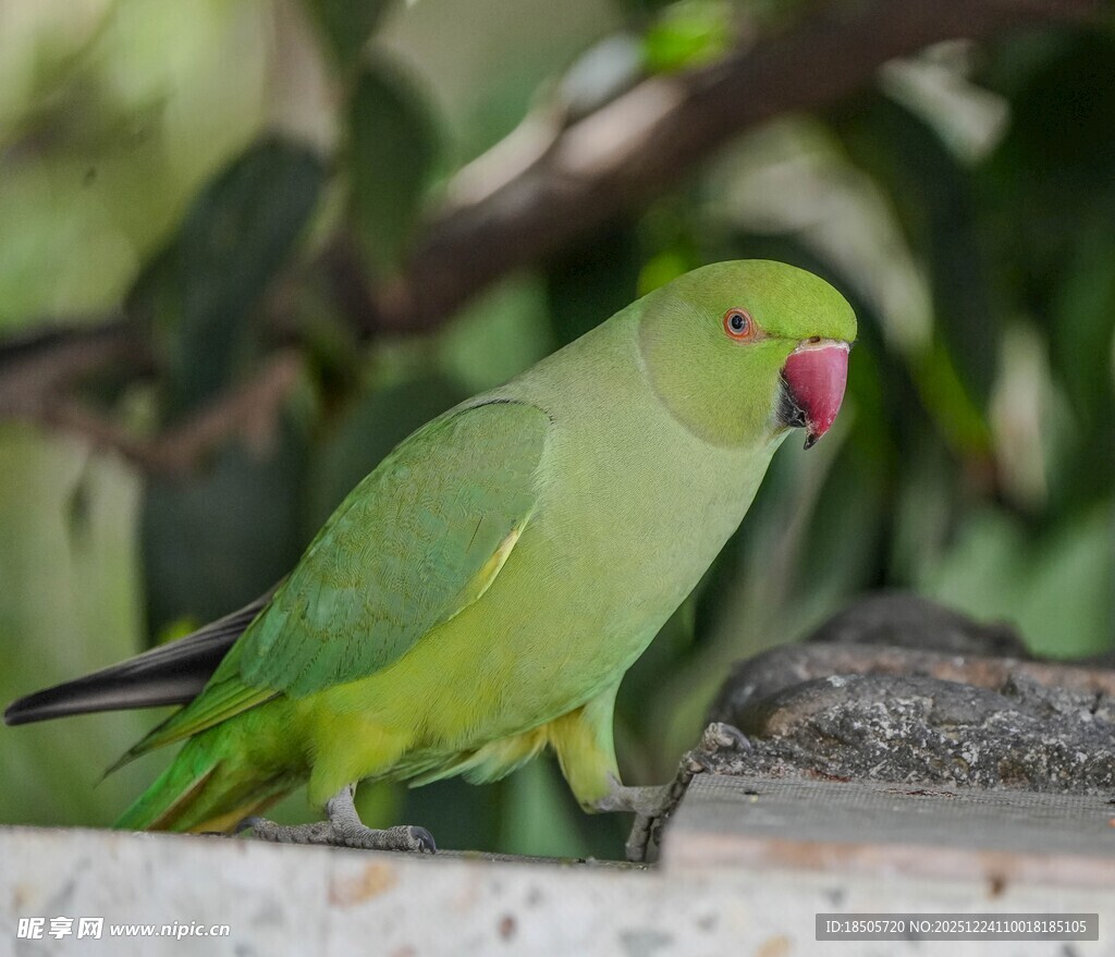 翠绿鹦鹉栖息于枝头