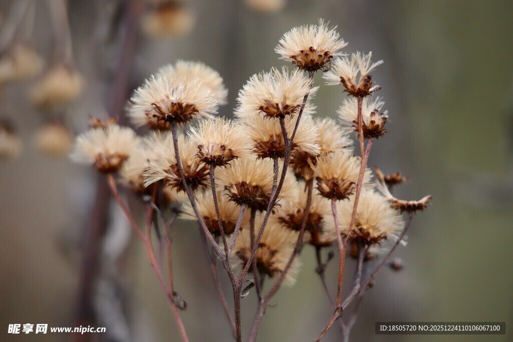 干枯花卉特写