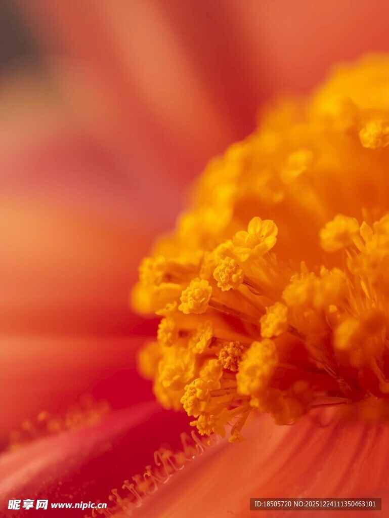 艳丽绽放的橘色花朵