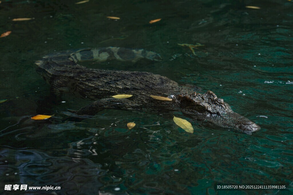 水中的鳄鱼