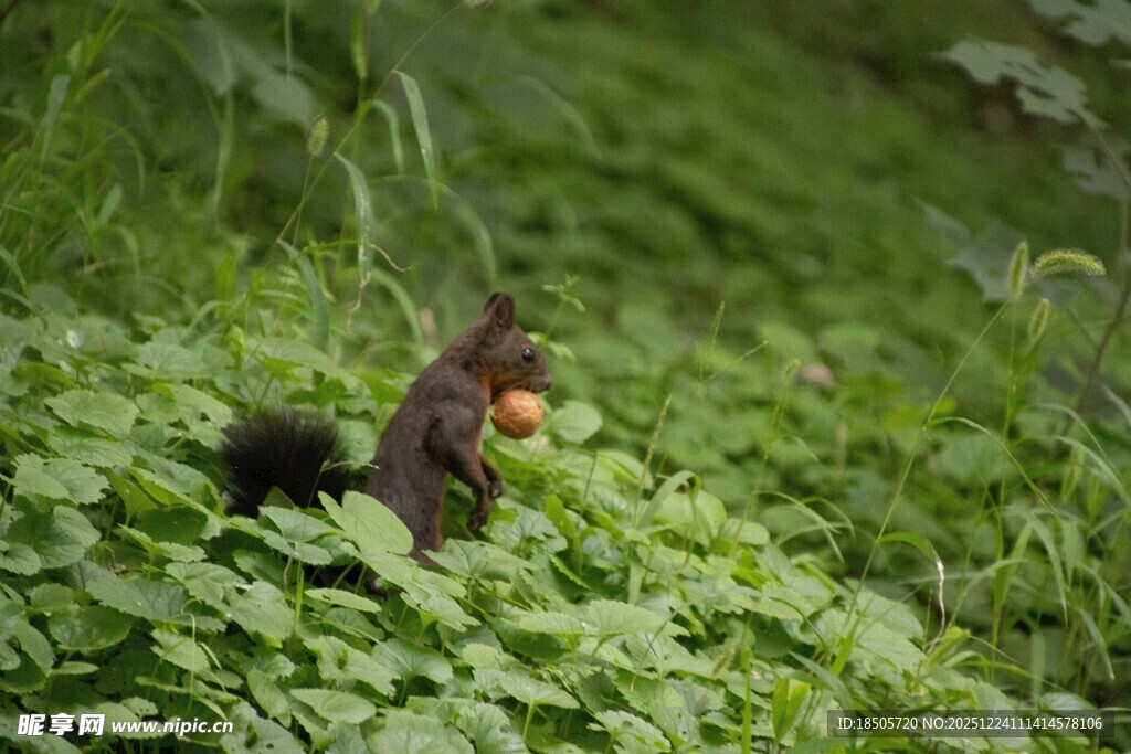 草丛中抱红果的可爱松鼠
