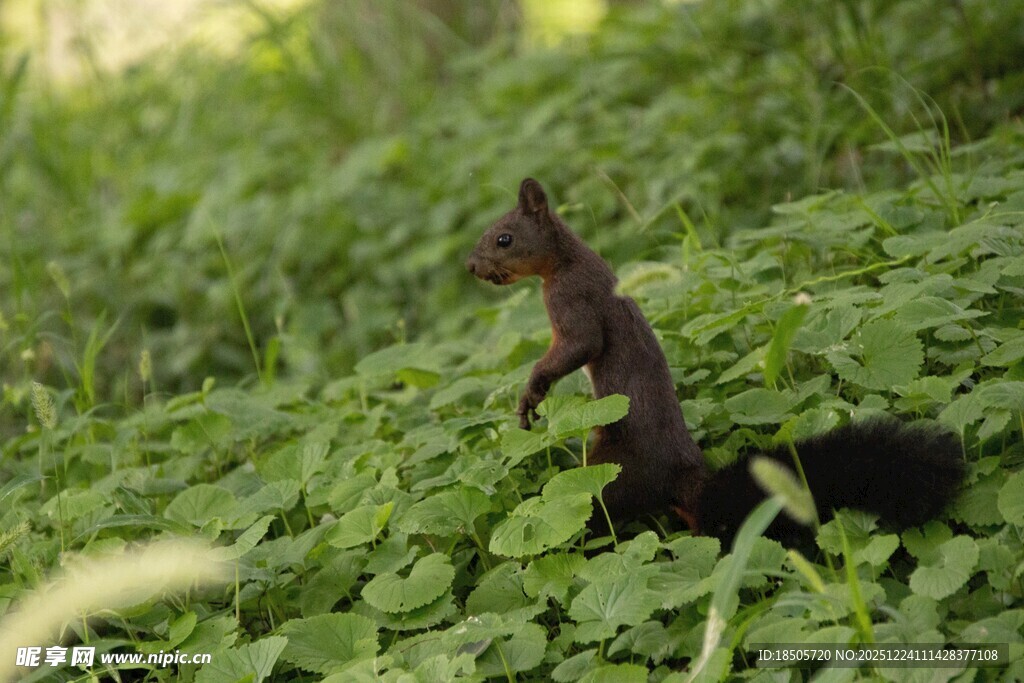 草丛中站立的可爱小松鼠