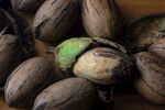 一堆新鲜椰子特写