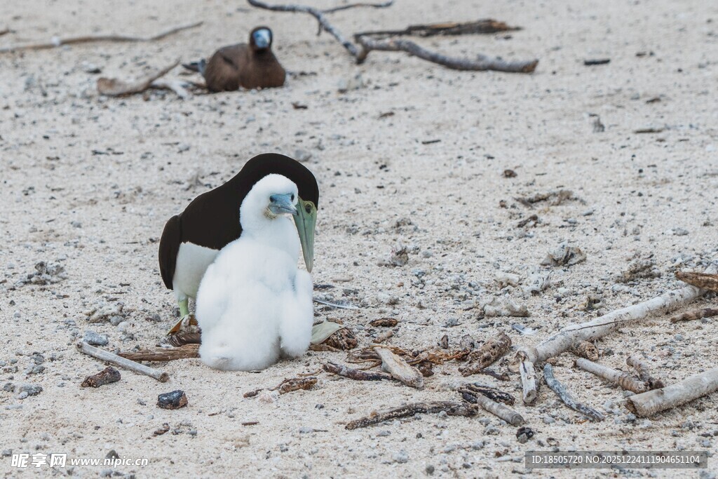 沙滩上的黑白海鸟