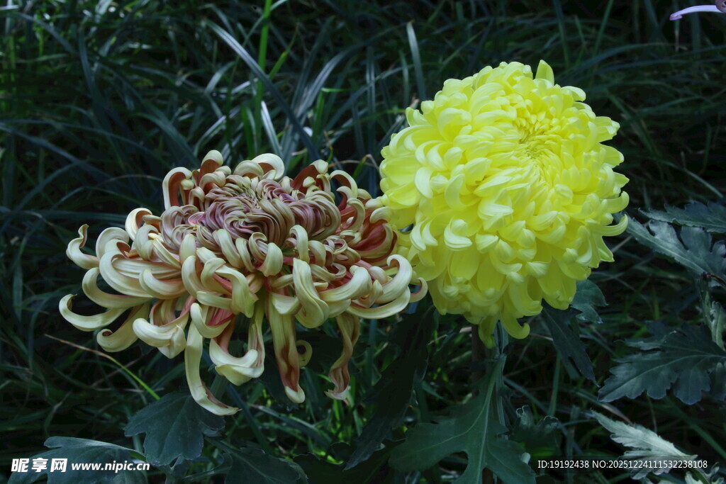 菊花 花朵 花瓣 秋菊 花卉 