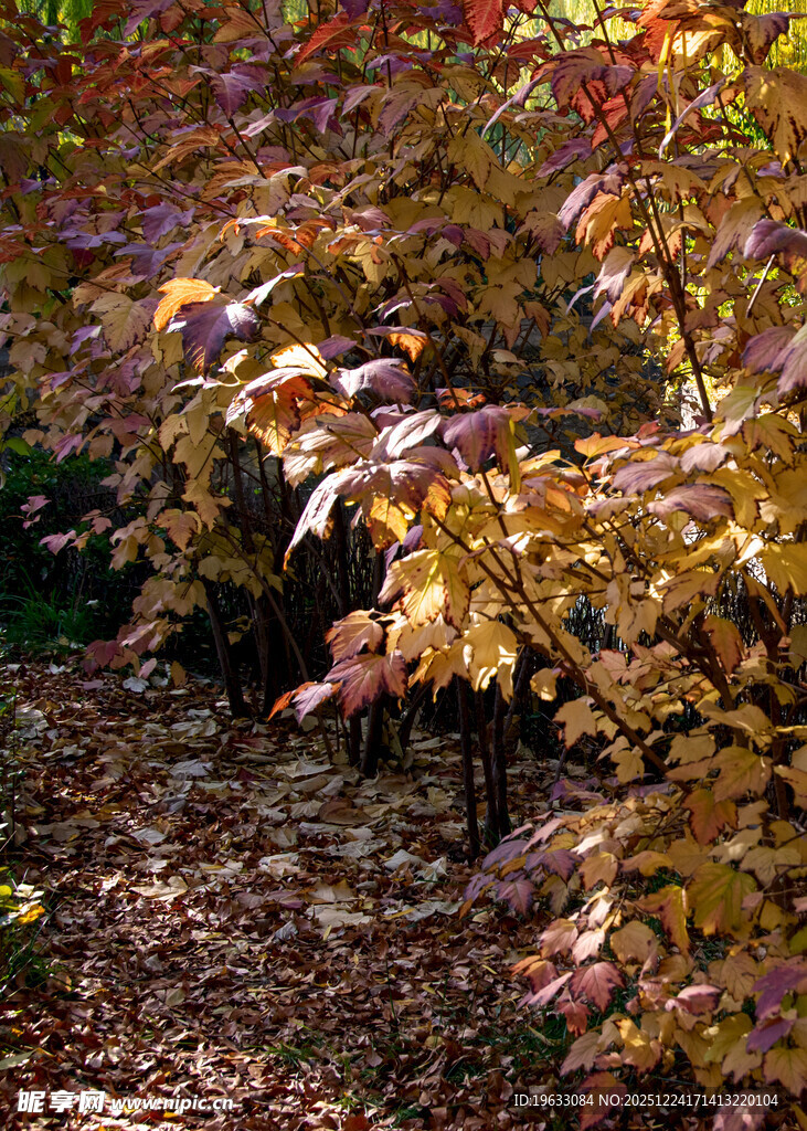 秋日斑斓植物景观