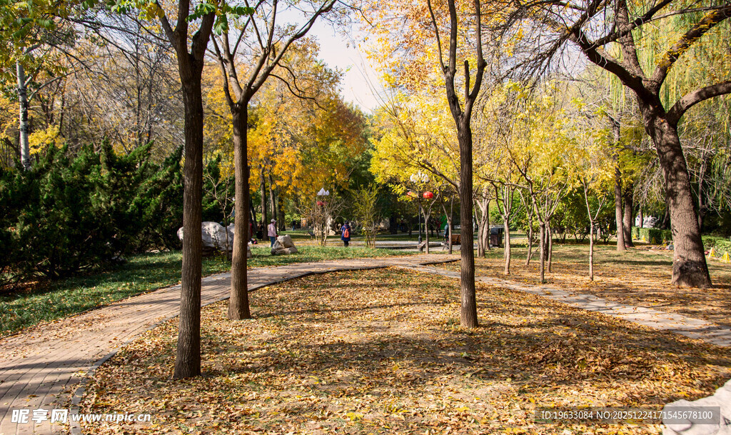 秋日公园落叶满地